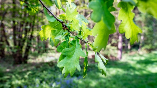 Spring close-up of oak leaf in the woods at The Vyne